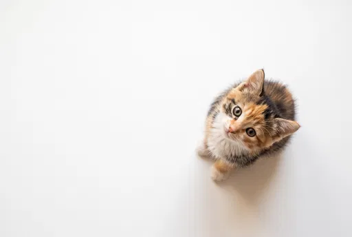 Calico Kitten Looking Up on White Background