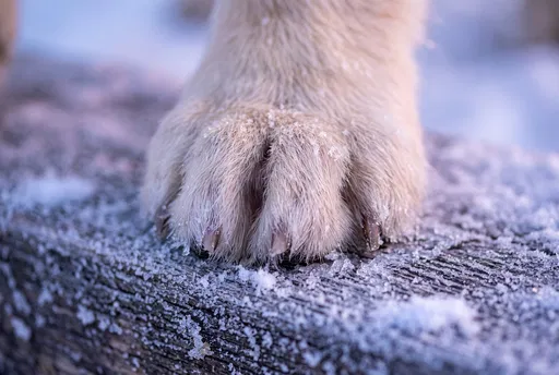 Close-Up of Fuzzy Dog Paw on Frost