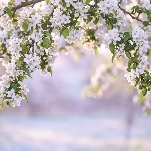 White Apple Blossoms Framing Pastel Background