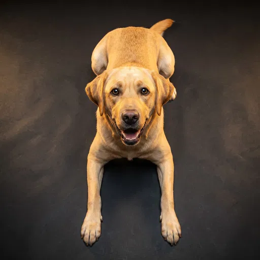 Yellow Labrador Lying on Dark Floor