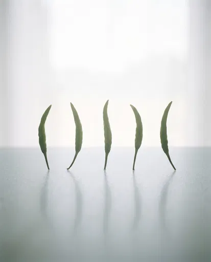 Five Green Chili Peppers Standing Upright