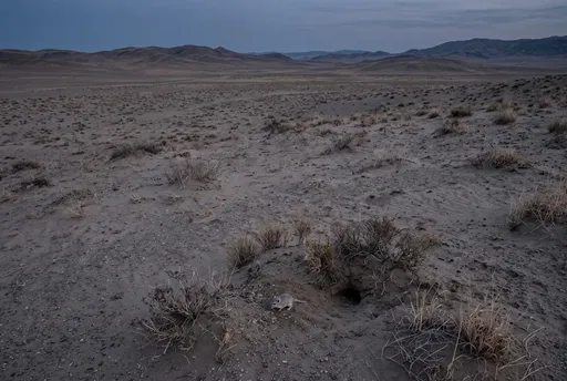 Gerbil Near Burrow in Twilight Steppe