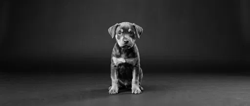 Black and White Puppy Studio Portrait