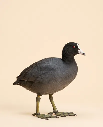 American Coot Standing on Cream Background