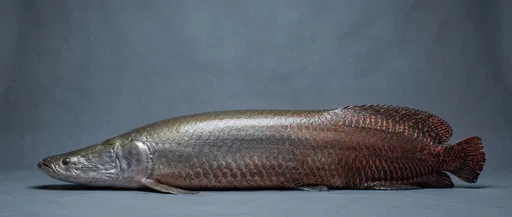Giant Arapaima Fish Side Profile