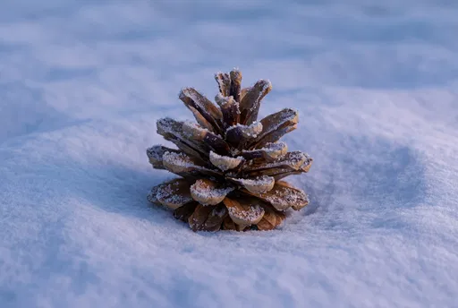 Frosted Pine Cone on Snow