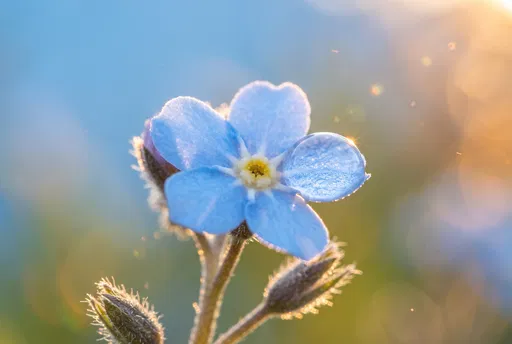 Blue Forget-Me-Not Flower With Dewdrop