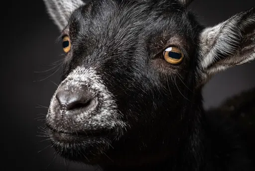 Close-Up Studio Portrait of Black Pygmy Goat