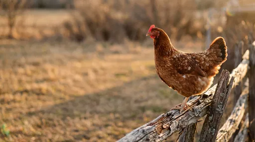 Brown Hen on Wooden Fence at Sunset