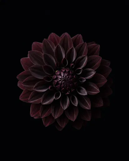 Dark Velvety Dahlia Blossom on Black