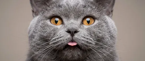 Grey Cat Sticking Tongue Out Close-Up