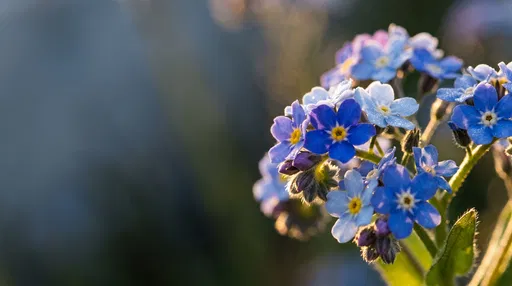 Macro Blue Forget-Me-Not Flowers in Sunlight