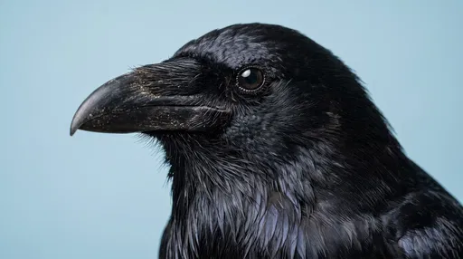 Black Crow Profile Portrait on Blue