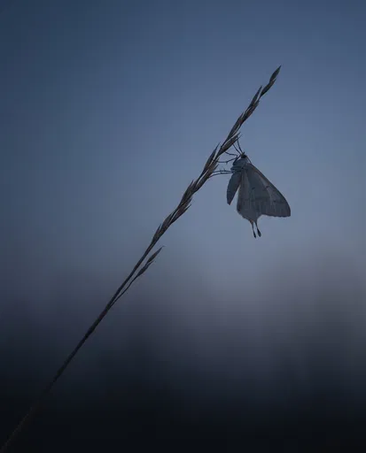 Pale Moth on Grass at Twilight