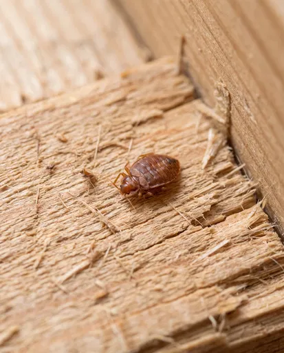 Macro Bed Bug on Rough Wood