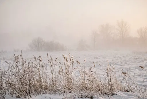 Frosted Reeds in Misty Winter Meadow