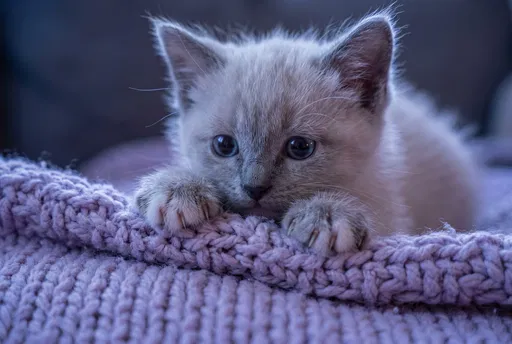 Lilac Kitten Peering Over Lavender Blanket