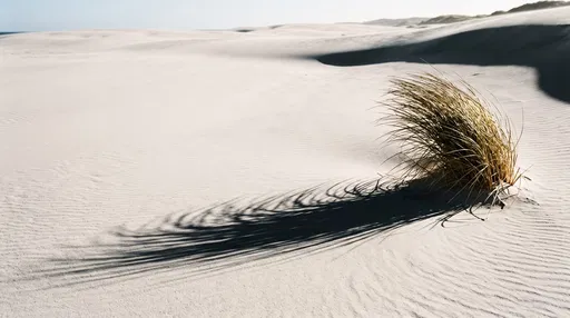 Windswept Grass Tuft on White Sand Dunes