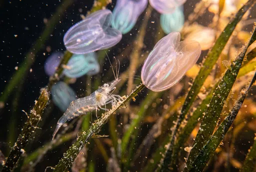 Glass Shrimp and Glowing Comb Jellies