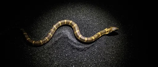 Banded Cobra Slithering on Black Sand