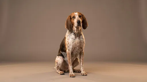 Studio Portrait of American English Coonhound