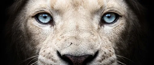 Close-Up Portrait of White Lion Eyes