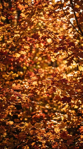 Sunlit Golden Autumn Maple Leaves Background