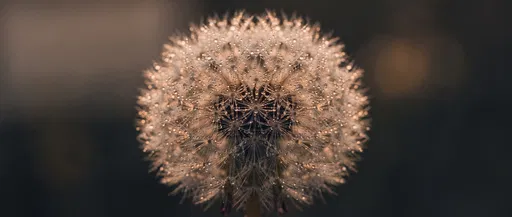 Macro Dandelion Seed Head With Dewdrops