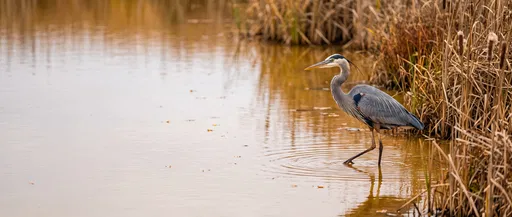 Great Blue Heron Wading in Marsh