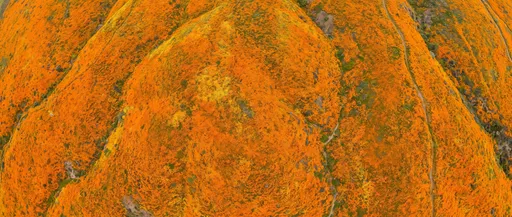 Aerial View of Orange Poppy Superbloom Hills