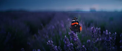 Red Admiral Butterfly on Lavender at Dusk