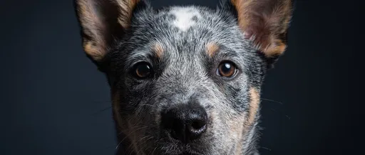 Australian Cattle Dog Close-Up Studio Portrait