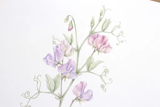 Botanical Colored Pencil Sweet Pea Drawing