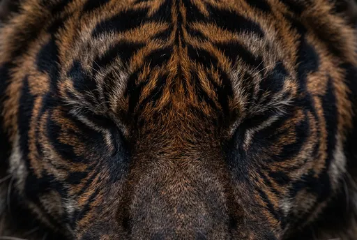 Symmetrical Close-Up of Dark Tiger Face