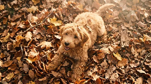 Golden Labradoodle Puppy in Autumn Leaves