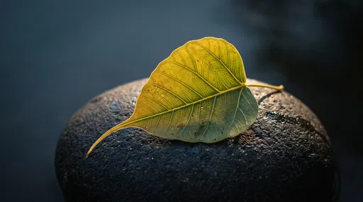 Backlit Bodhi Leaf on Dark Stone