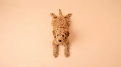 Overhead Goldendoodle Puppy in Sploot Pose