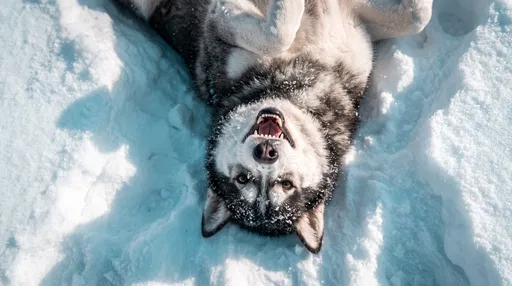 Playful Husky Lying Upside Down in Snow
