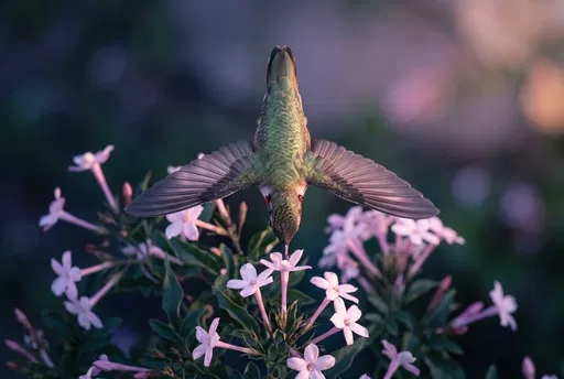Top View of Hummingbird Feeding