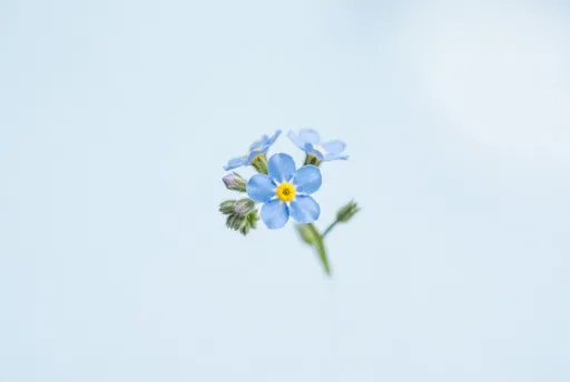 Minimalist Blue Forget-Me-Not Macro