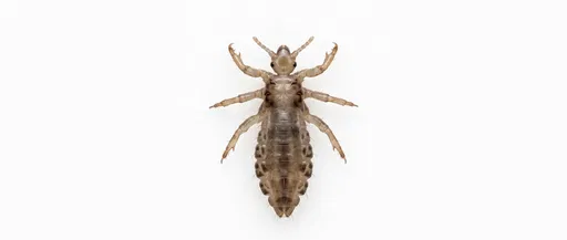 Macro Overhead View of Head Louse