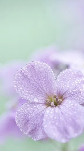 Macro Lavender Wallflower with Dewdrops