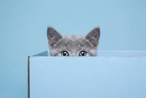 Grey Kitten Peeking Over Blue Box