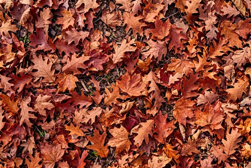Autumn Oak and Maple Leaves Background
