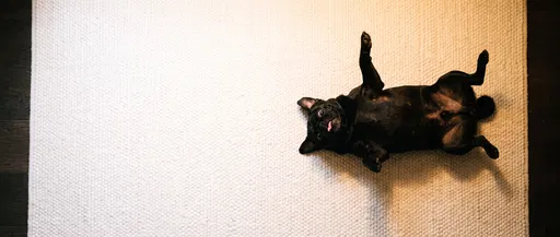 Funny Black Pug On White Rug