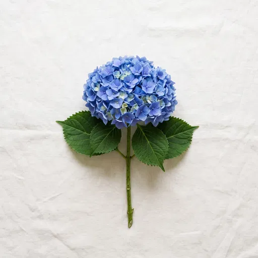 Blue Hydrangea Stem on White Linen