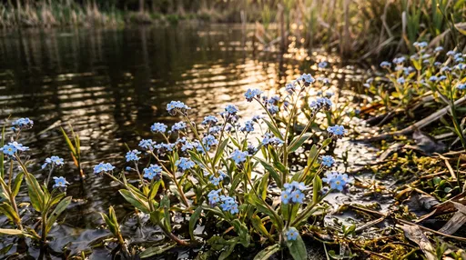 Water Forget-Me-Nots by Golden Hour Pond
