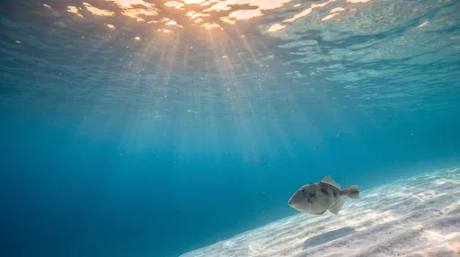 Triggerfish Swimming Under Golden Ocean Sunbeams