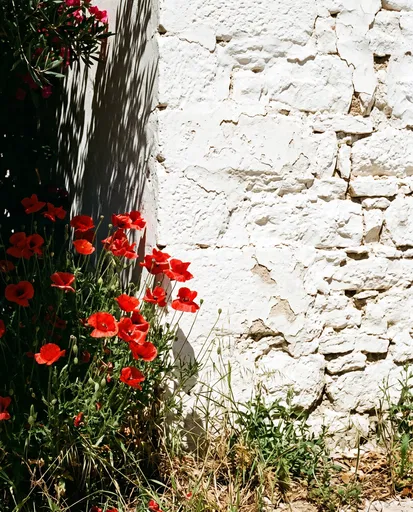 Red Poppies Against Whitewashed Stone Wall