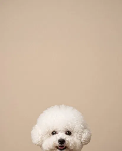 White Bichon Frise Peeking on Beige Background